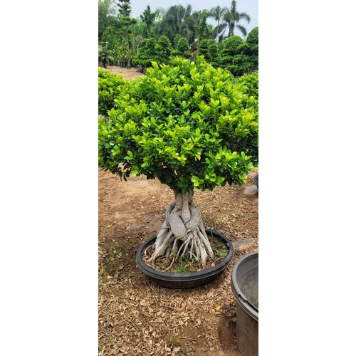 Ficus Bonsai Pot  Plant - Color: Green