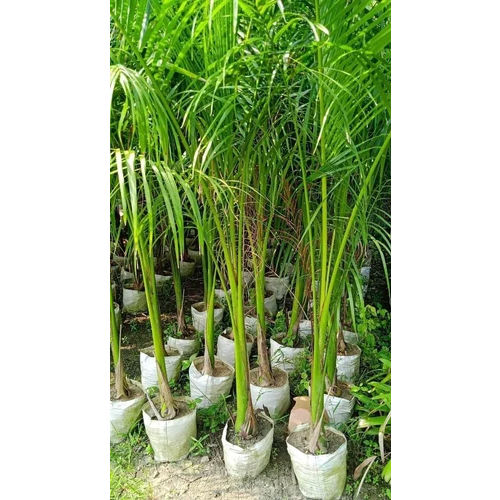 Royal Palm Plant