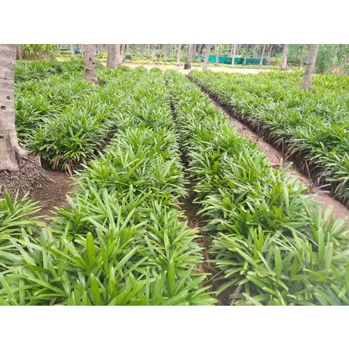 Rapix Palm Plant