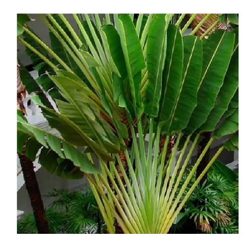 Travellers Palm Plant