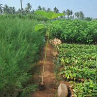 Avenues Green Plants - 4ft Height, Green Leaves | Low Maintenance, Non-toxic Indoor Plants For Home And Office Decor