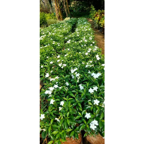 Green Ixora Plant