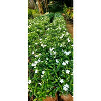 Green Ixora Plant - 6 Feet Tall, White Flowering Variety | Thrives In Bright Indirect Light, Easy Care & Maintenance For Indoor And Outdoor Spaces