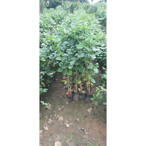 Red Sandalwood Plant