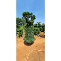 Malphizia Topioty Plants - Color: Green