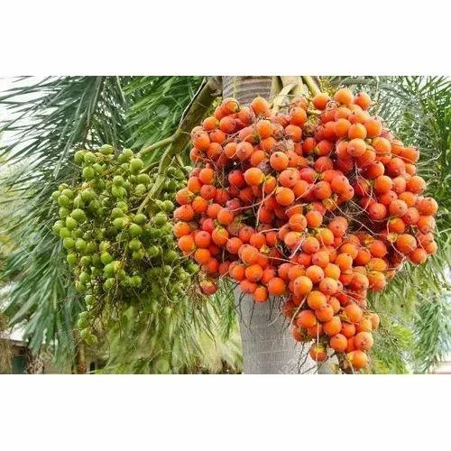 Natural Arecanut Plant - Color: Green