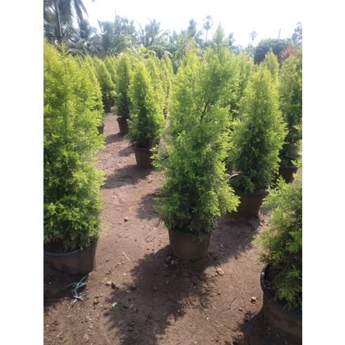 Golden Cypress Plant