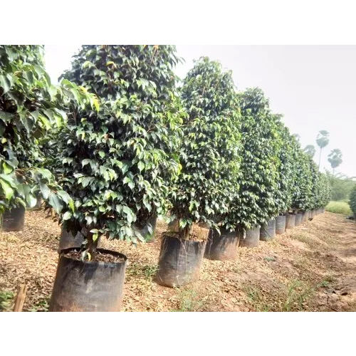 Ficus Black Plant - Color: Green