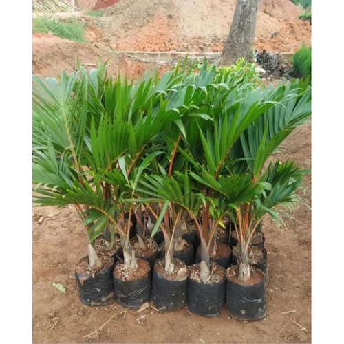 Champion Palm Plant