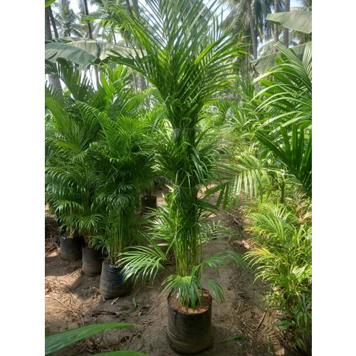 Areca Palm Plant