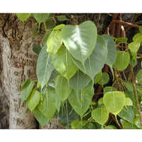 Ficus Religiosa Raavi Plant - Up To 30 Meters Tall, Lush Green Leaves | Sacred Addition For Spiritual Spaces
