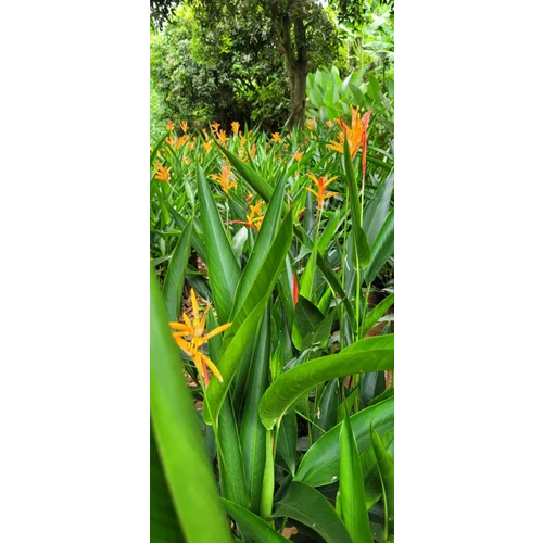 Aloe Barbadensis Mill Landscaping Outdoor Plant