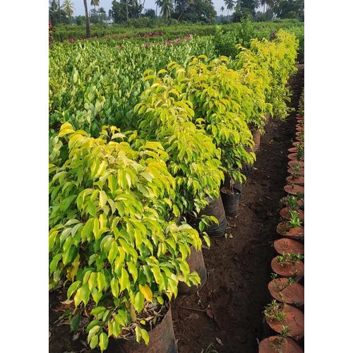 Green Ficus Plant