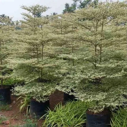 4000terminalia Metallica Variegata Plant - Color: Green