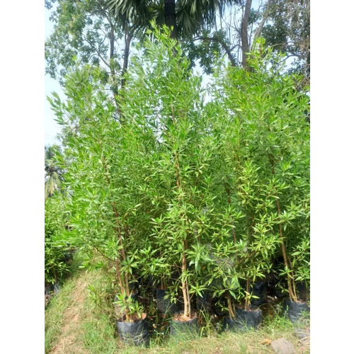 Conocarpus Green Plants