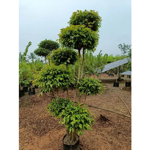 Ficus Multi Balls Plant - Color: Green