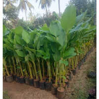 Calathea Lutea Plant - 4ft Tall, Vibrant Green Leaves With Intricate Patterns | Air-purifying Indoor Garden Addition