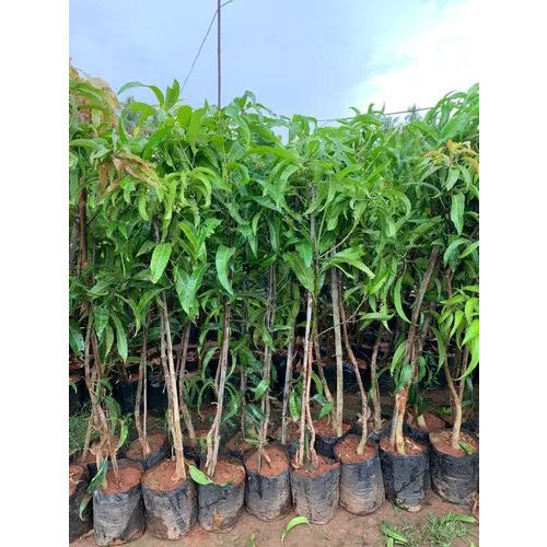 Mallika Mango Plant