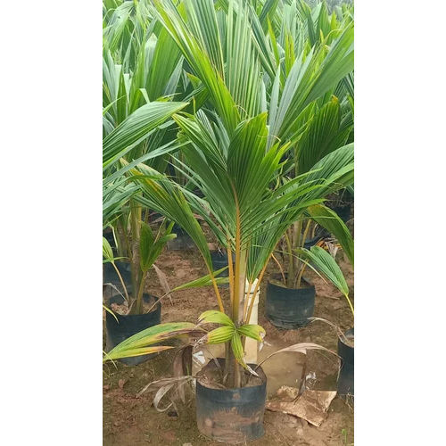 Coconut Desi Plant - Color: Green