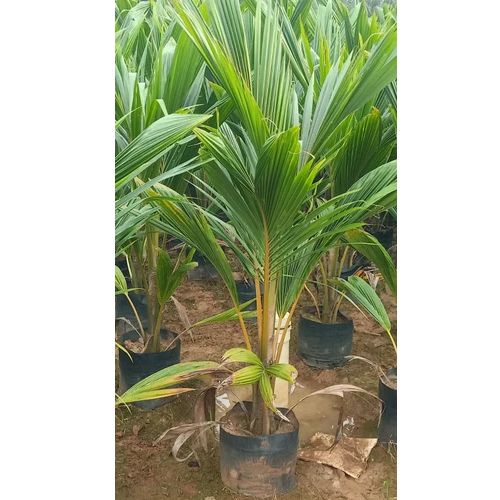 Coconut Desi Plant