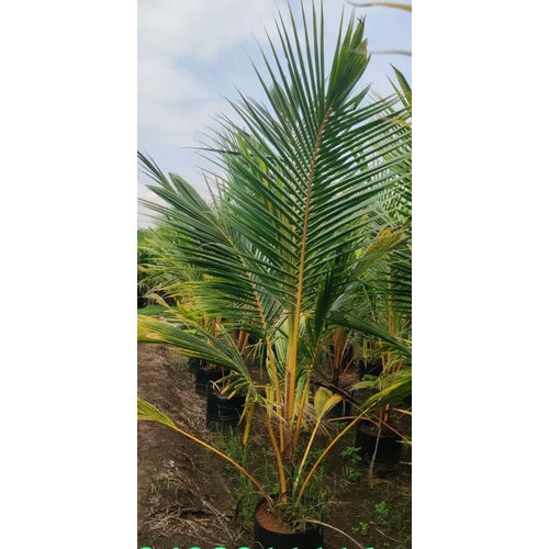 Ceylon Coconut Plant - Color: Green