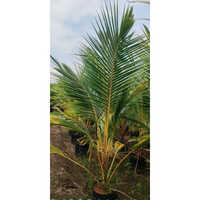 Ceylon Coconut Plant - 7ft Green Plant With Durable Leaves | Vibrant Yellow Dwarf Coconuts, Perfect For Home And Garden Decor