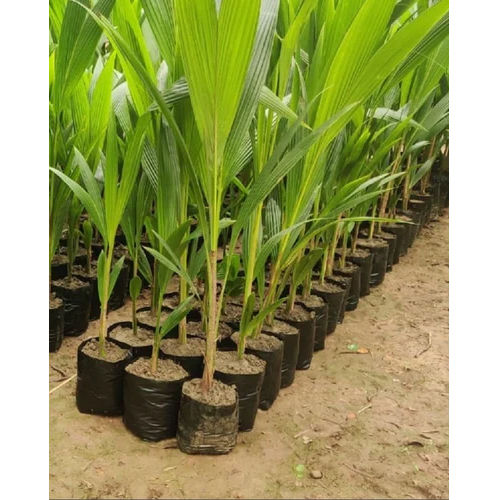 Coconut Desi Plants