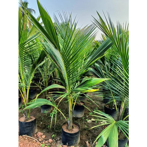 Sannagi Coconut Plants - Color: Green