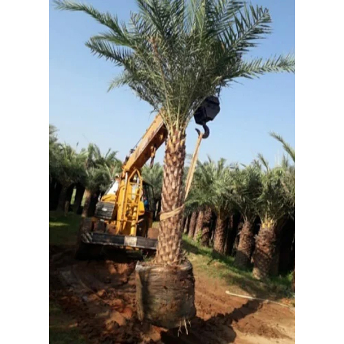 Date Palm Trees Plant