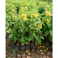 Yellow Tecoma Plants - Natural Size, Vibrant Yellow Flowers | Hardy Variety Thrives In Diverse Conditions, Easy To Care For