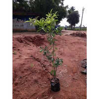 Chiku Fruit Plant - Up To 100 Feet Tall, Green Leafed Tropical Beauty | Perfect For Home Gardens And Orchards