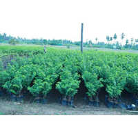 Nmk 1 Custard Apple Plant - Natural-sized Green Leaves, Sweet And Creamy Fruit | Easy To Grow, Perfect For Any Garden Or Landscape