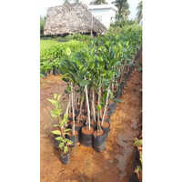 Jackfruit Plant - 60 Feet Height, Lush Green Foliage | Easy Care For Novice & Experienced Gardeners