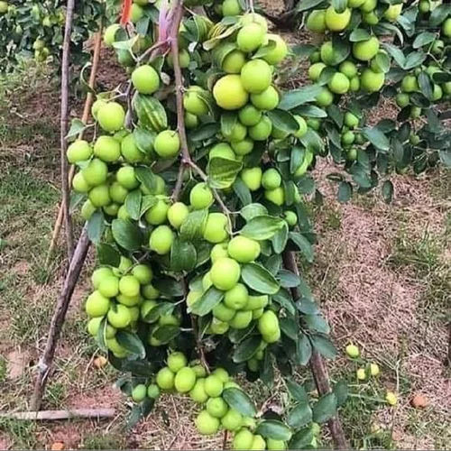 Apple Ber Plants - Color: Green