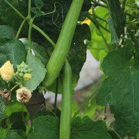 Sponge Gourd Seeds FB-Prabhas F1 Hybrid