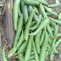 Sponge Gourd Seeds FB-Prabhas F1 Hybrid