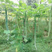 Snake Gourd Seeds FB-Narmada F1 Hybrid