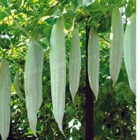 Snake Gourd Seeds FB-Tapi F1 Hybrid