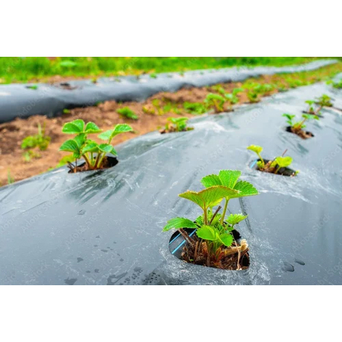 Compostable Mulch FIlm