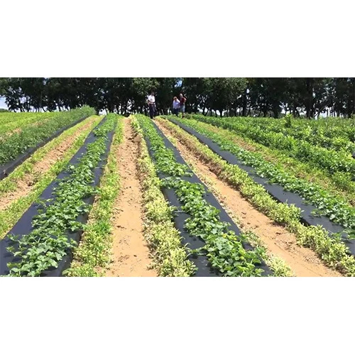 Agricultural Farms Mulch Film