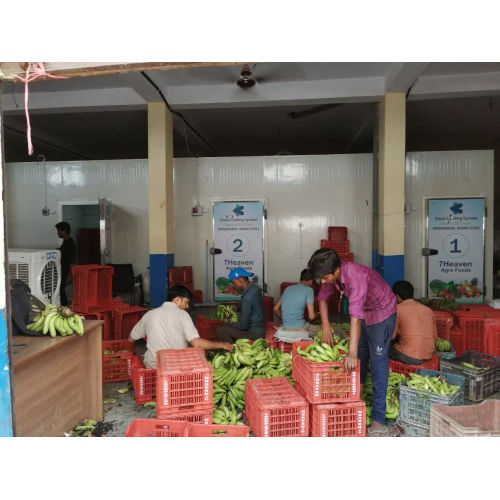 Banana Ripening Chamber - Climate Type: Cool