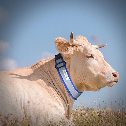 Cow Reflective Collar