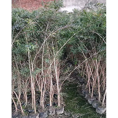 Bottle Brush Plant