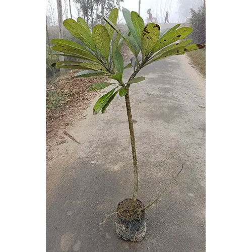 Champa Plant