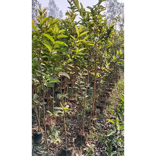 Desi Guava Plant
