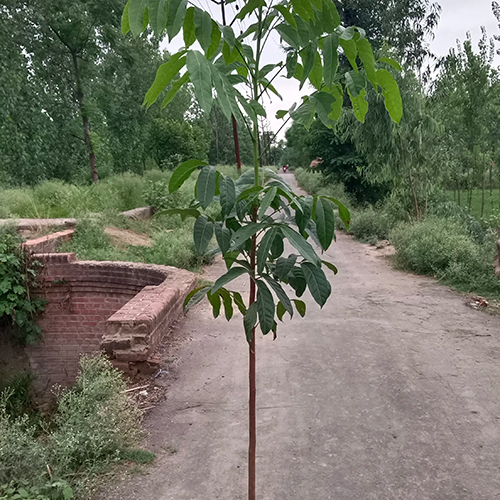 Mahogany Plant