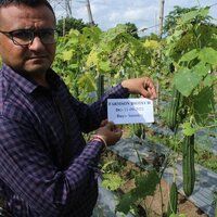 Ridge Gourd Seeds FB-Vindhya F1 Hybrid