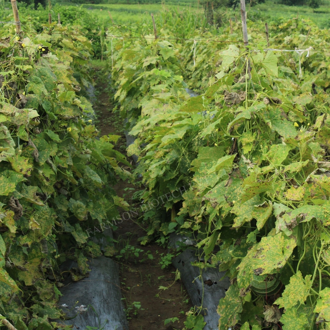 Ridge Gourd Seeds FB-Reva F1 Hybrid