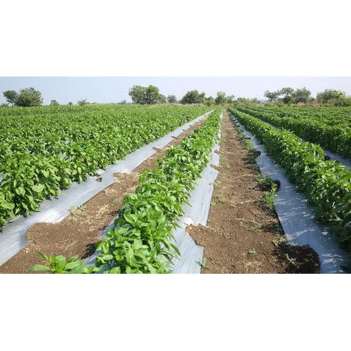 Agriculture Plastic Mulch Film - Color: White