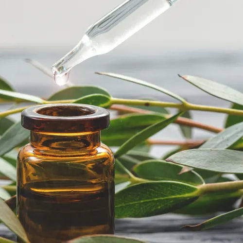 Eucalyptus Essential Oil